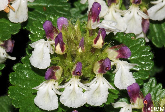 Teucrium pyrenaicum