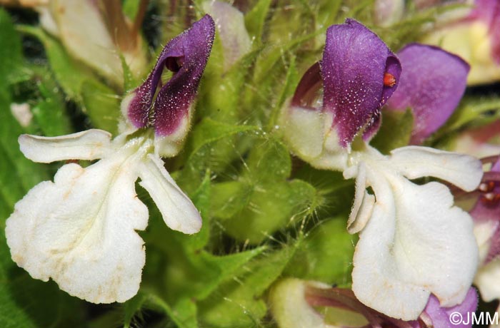 Teucrium pyrenaicum