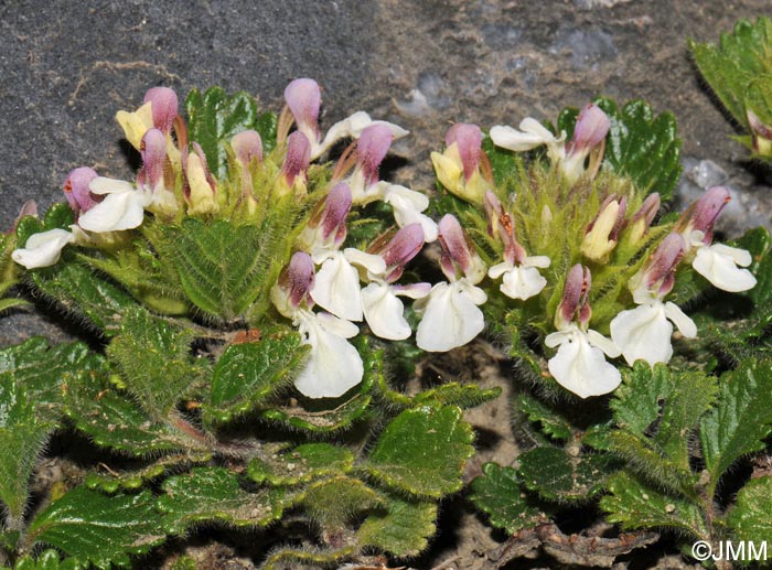 Teucrium pyrenaicum