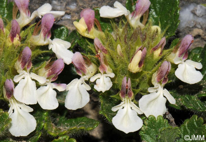 Teucrium pyrenaicum