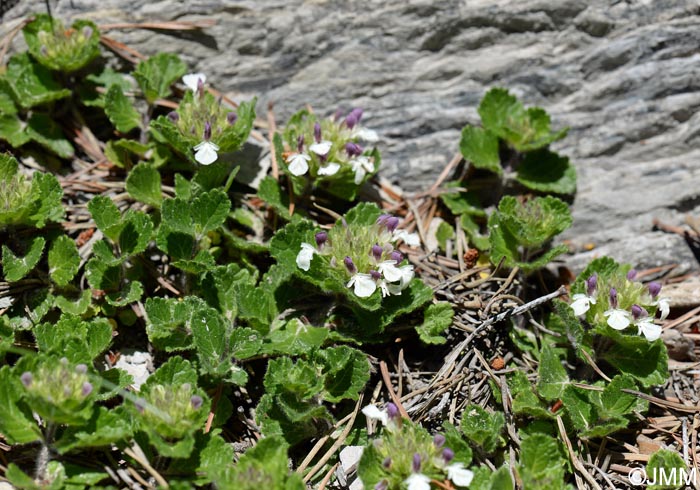 Teucrium pyrenaicum