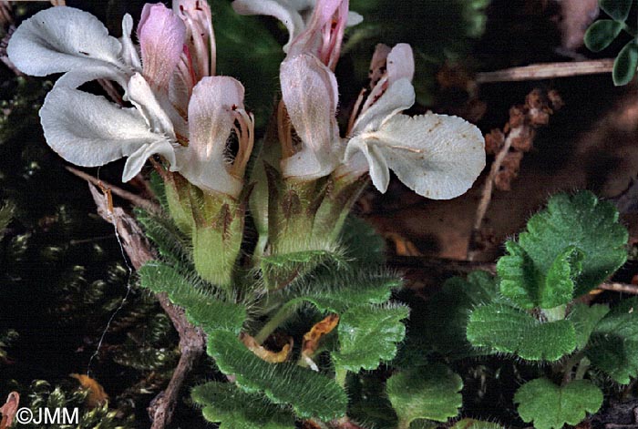 Teucrium pyrenaicum