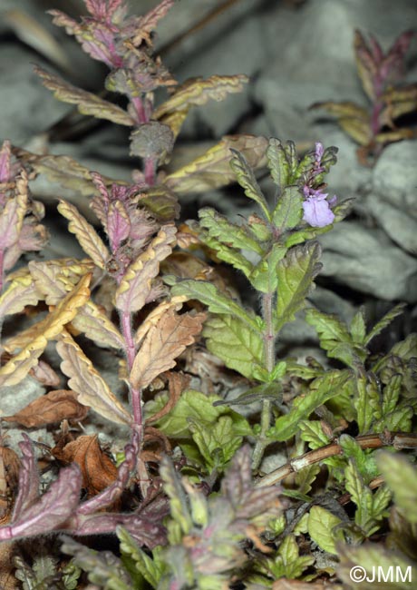 Teucrium scordium