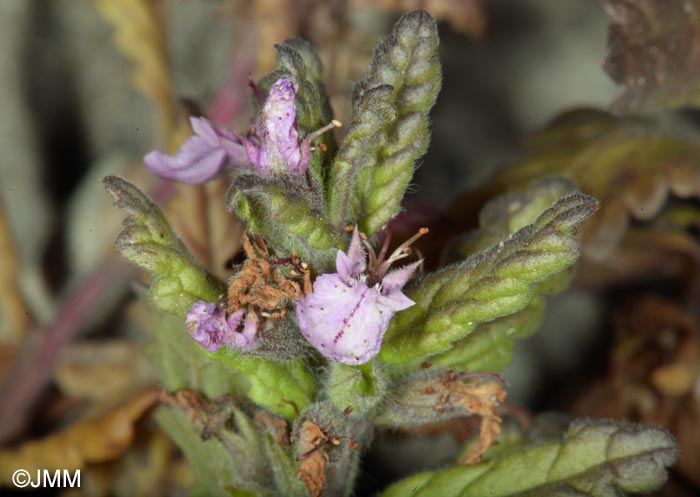 Teucrium scordium