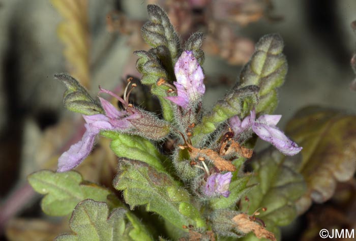 Teucrium scordium