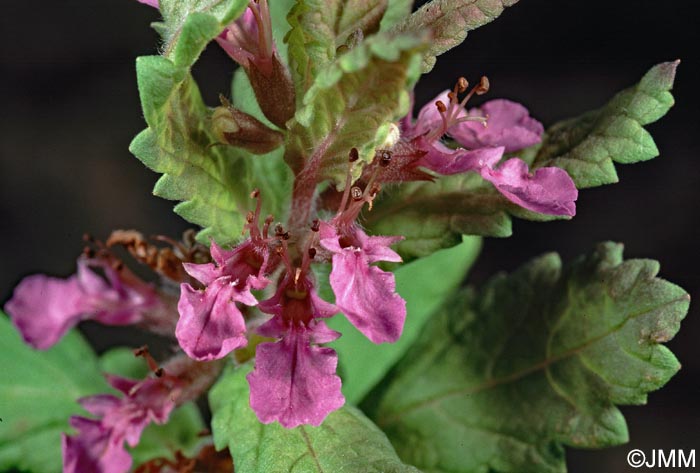 Teucrium scordium