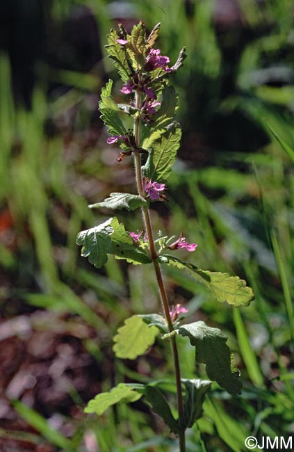 Teucrium scordium