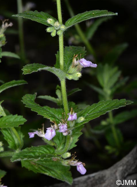 Teucrium scordium