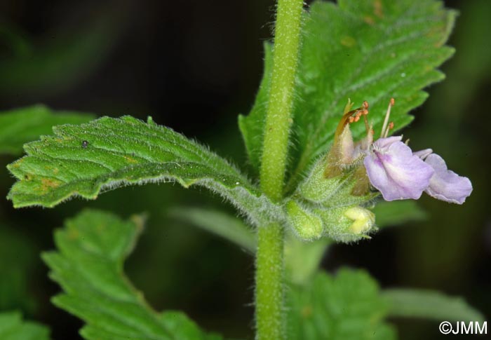 Teucrium scordium