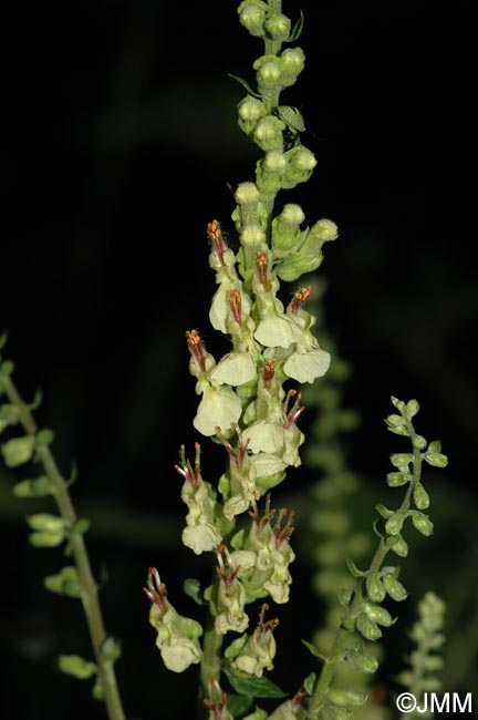 Teucrium scorodonia