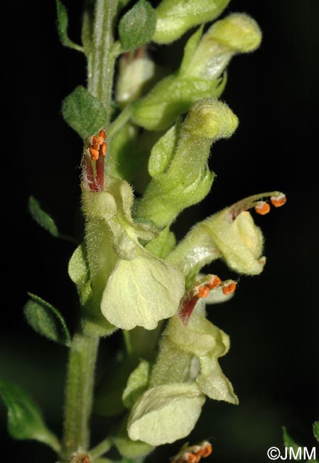 Teucrium scorodonia