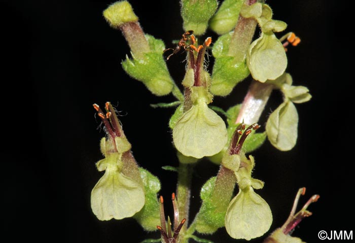 Teucrium scorodonia