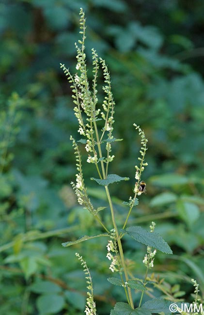 Teucrium scorodonia