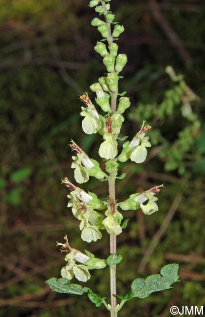 Teucrium scorodonia