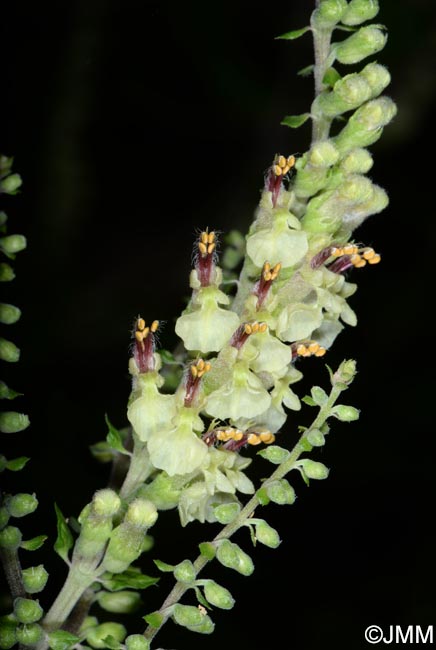 Teucrium scorodonia