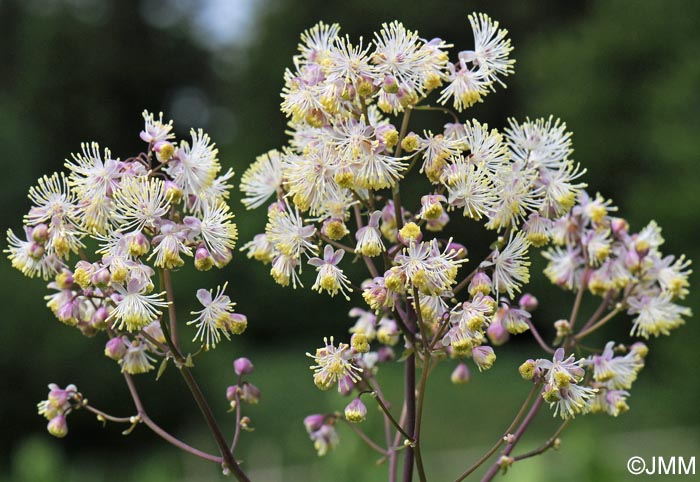 Thalictrum aquilegifolium