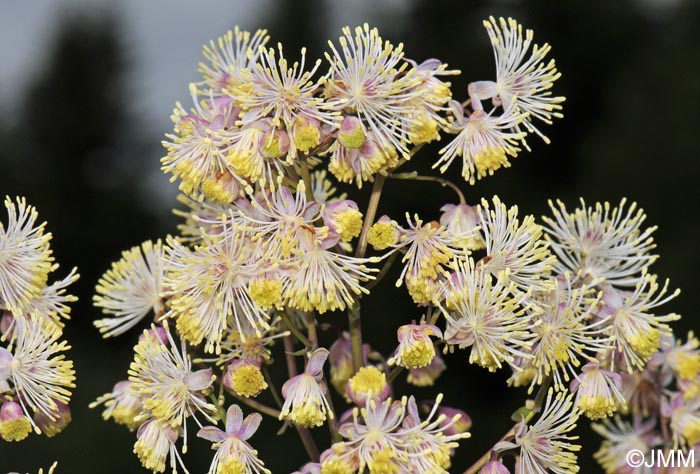 Thalictrum aquilegifolium