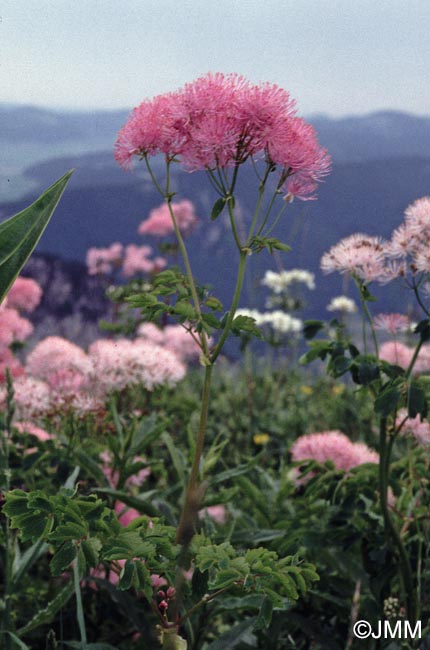 Thalictrum aquilegifolium