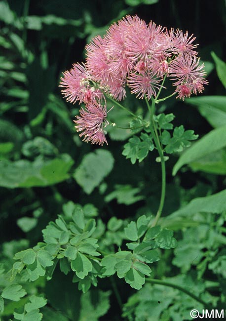 Thalictrum aquilegifolium