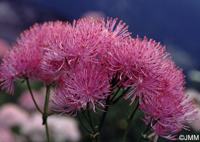 Thalictrum aquilegifolium