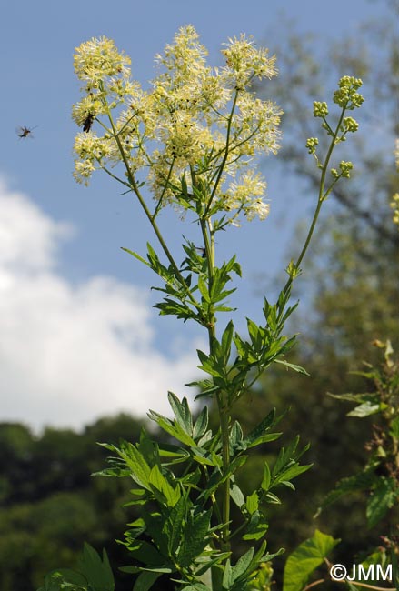 Thalictrum flavum