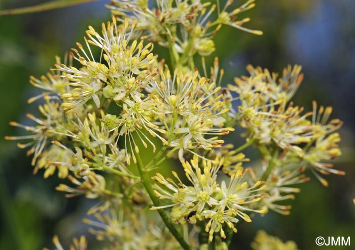 Thalictrum flavum