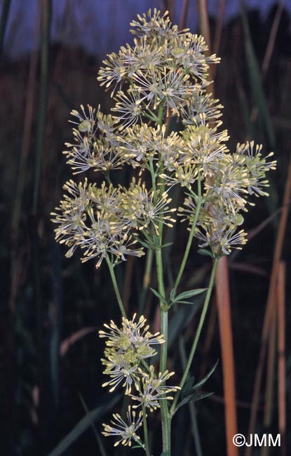 Thalictrum flavum