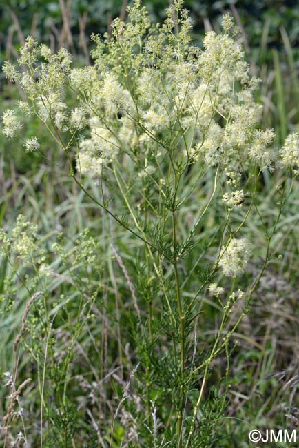 Thalictrum lucidum