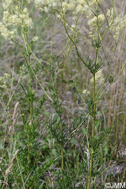 Thalictrum lucidum