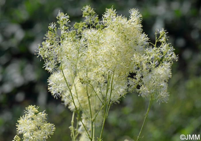 Thalictrum lucidum