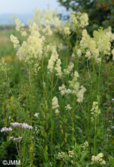 Thalictrum lucidum