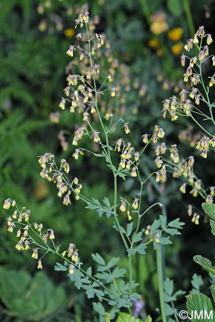 Thalictrum minus subsp. saxatile