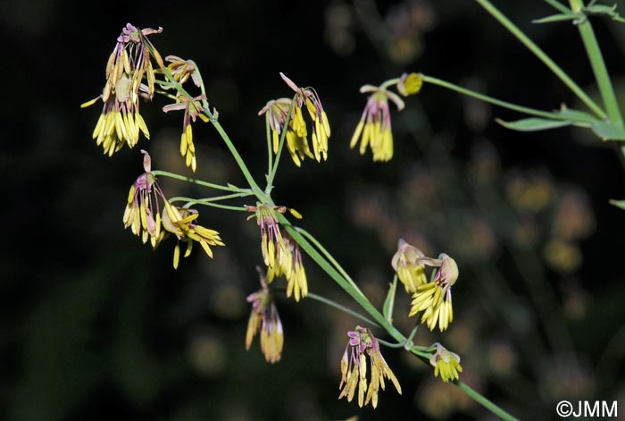 Thalictrum minus subsp. saxatile