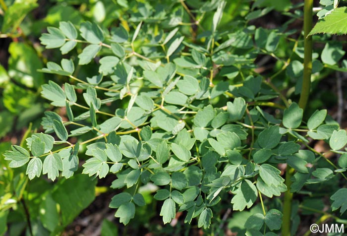 Thalictrum minus subsp. saxatile