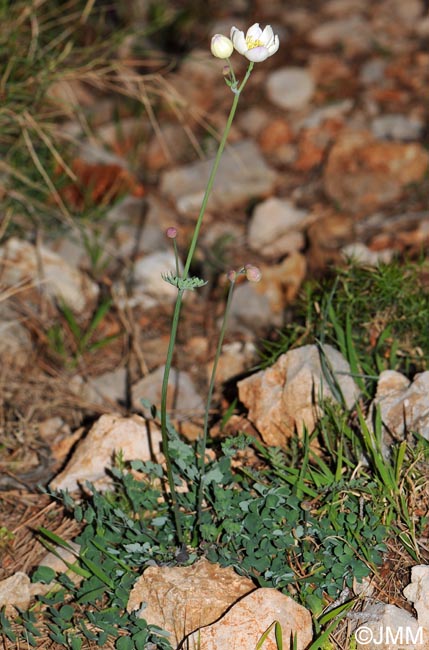 Thalictrum tuberosum