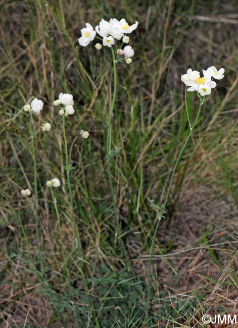 Thalictrum tuberosum