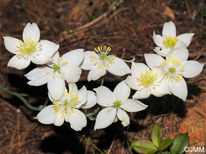 Thalictrum tuberosum