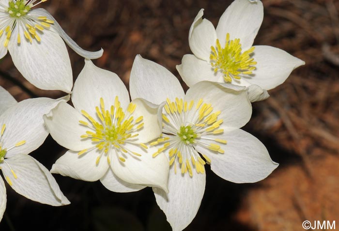 Thalictrum tuberosum