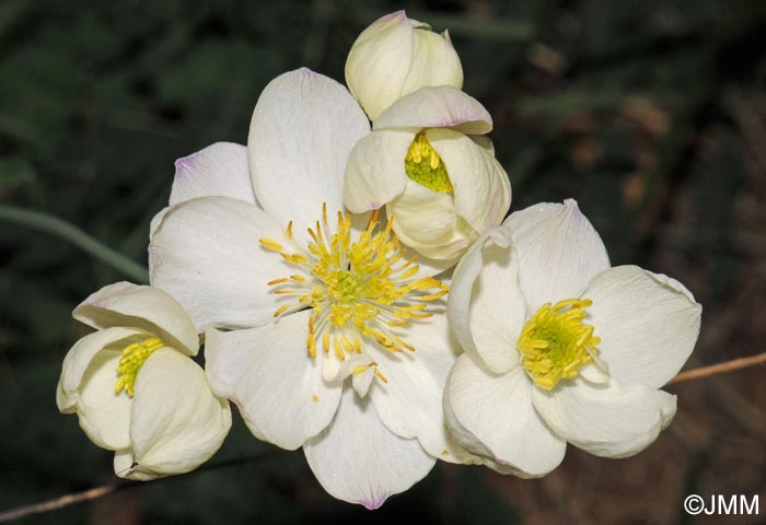 Thalictrum tuberosum