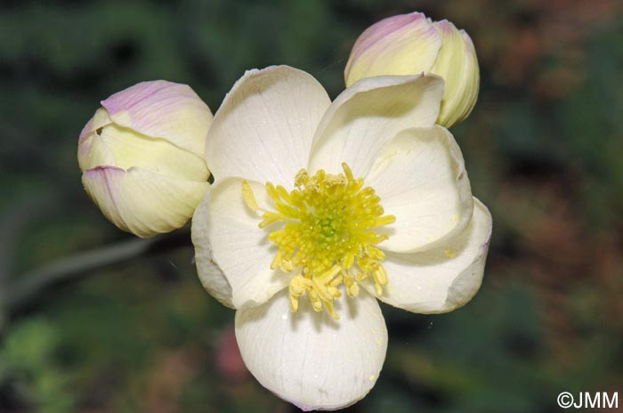 Thalictrum tuberosum