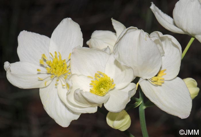 Thalictrum tuberosum