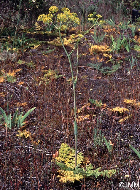 Thapsia villosa