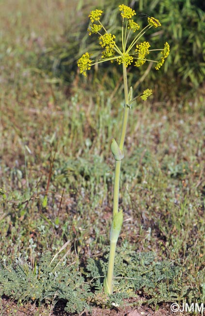 Thapsia villosa