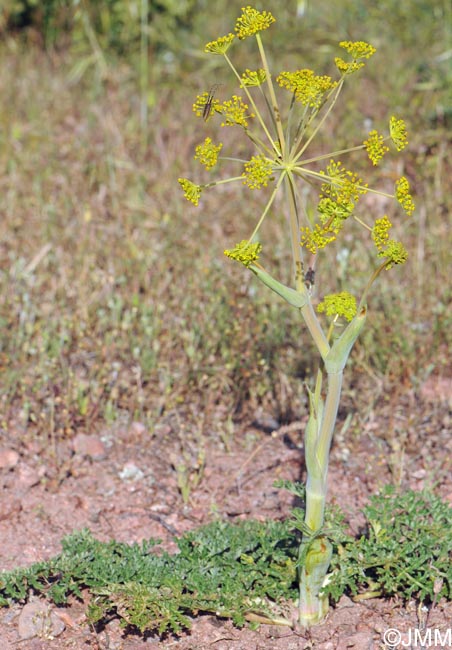 Thapsia villosa