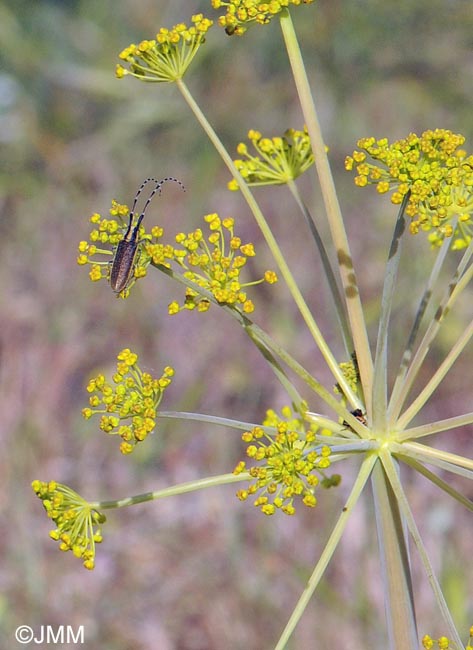 Thapsia villosa