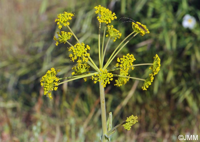 Thapsia villosa