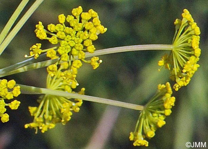 Thapsia villosa