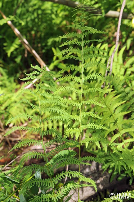 Thelypteris palustris