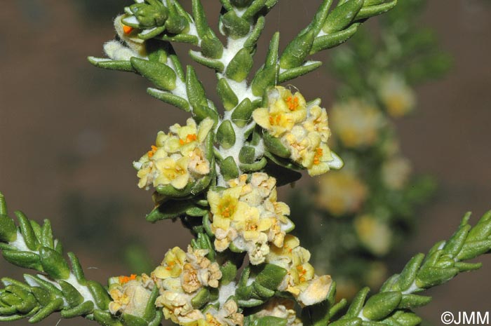 Thymelaea hirsuta