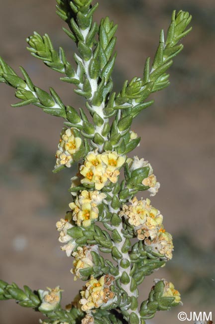 Thymelaea hirsuta